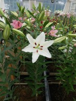 [5582 VH12 No01.JPG]